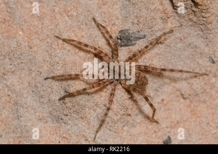 Thinlegged Wolf Spider, Pardosa sp. Stockfoto