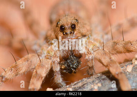 Thinlegged Wolf Spider, Pardosa sp., mit Beute Stockfoto