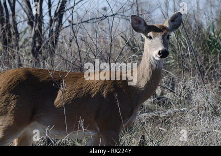 Weiß - angebundene Rotwild, Odocoileus virginianus Stockfoto