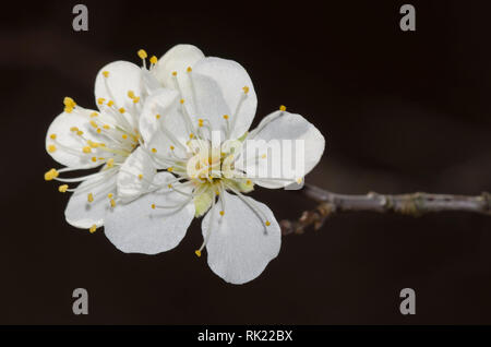 Pflaume, Prunus sp., Blüten Stockfoto