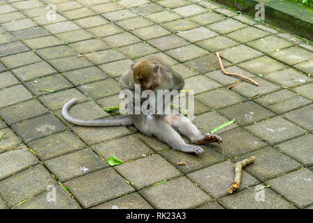 Macaque Affen Macaca fascicularis kratzen sich bei Uluwatu Tempel Bali Indonesien. Stockfoto