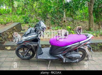 Macaque Affen Macaca fascicularis spielen auf einem Motorrad an Uluwatu Tempel Bali Indonesien. Stockfoto