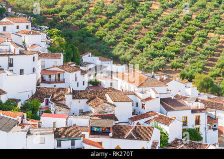 Traditionellen, weiß getünchten Häuser, die von Olivenhainen, Montejaque, Serrania de Ronda, Provinz Malaga, Andalusien, Spanien umgeben Stockfoto