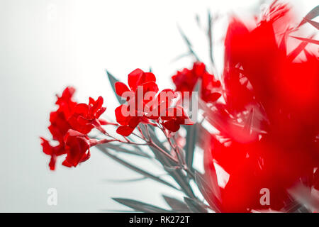 Getönten oleander blühenden Zweig auf weißem Hintergrund, floral botanischen Design Element Stockfoto