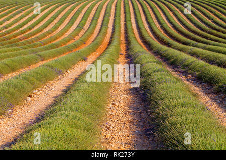 Lavendelfeld Ernte in der Nähe von valensole Provence in Frankreich, Europa Stockfoto