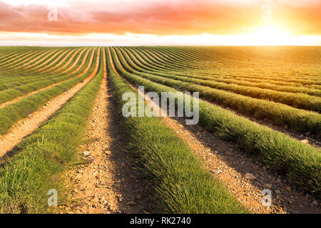 Lavendelfeld Ernte in der Nähe von valensole Provence in Frankreich, Europa Stockfoto