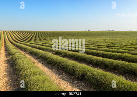 Lavendelfeld Ernte in der Nähe von valensole Provence in Frankreich, Europa Stockfoto