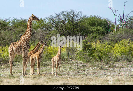 Weibliche angolanische und namibische Giraffe - Giraffa Camelopardalis - Mit drei Babys in der Nähe von Klein Namutoni in Etosha. Stockfoto