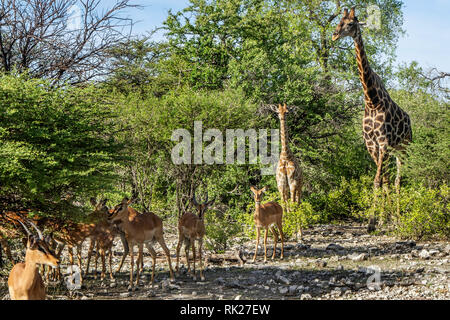 Ein männlicher angolanische und namibische giraffe Giraffa Camelopardalis - - mit Baby in der Nähe von Klein Namutoni in Etosha. Eine Familie von Schwarzen konfrontiert - impala Aepyceros mich Stockfoto