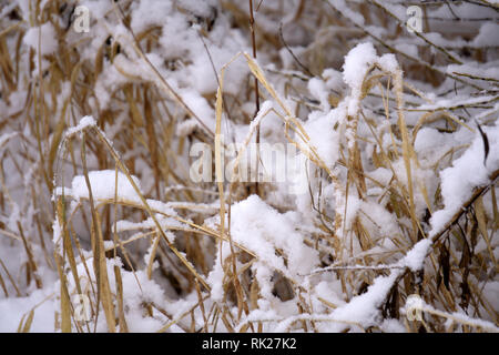 Trockene Gräser auf Schnee blur Wald Hintergrund. Stockfoto