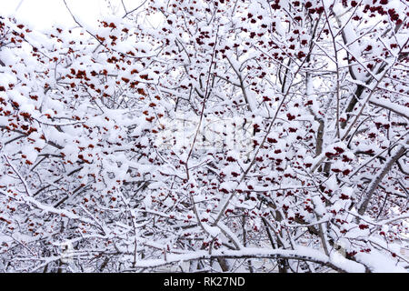 Stechpalme Beeren bedeckt mit frischem Schnee schönheit blau, Stockfoto