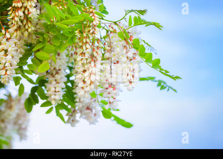 Weiße Blumen von Robinia pseudoacacia über blauen Himmel Hintergrund Stockfoto