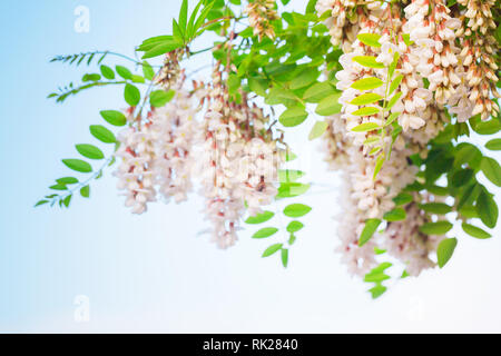 Weiße Blumen von Robinia pseudoacacia, gemeinhin als robinie über blauen Himmel Hintergrund bekannt Stockfoto