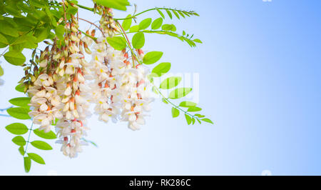 Weiße Blumen von Robinia pseudoacacia oder robinie über blauen Himmel Hintergrund Stockfoto