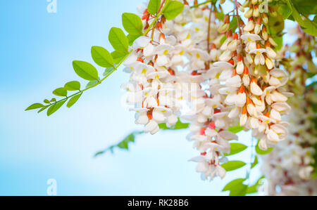 Weiße Blumen von Robinia pseudoacacia, häufig in seiner nativen Territorium wie Robinie über blauen Himmel Hintergrund bekannt Stockfoto