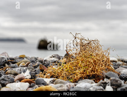 Gespült gelb Algen am Strand als eine einzige Ausbildung - close-up - Standort: Deutschland, Ostsee, Insel Rügen Stockfoto