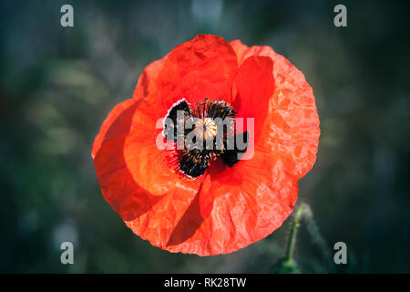 Red Poppy Flower über verschwommenes natürlichen Hintergrund. Ansicht von oben Makro Foto mit selektiver Weichzeichner Stockfoto
