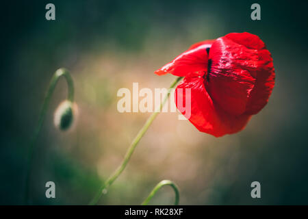 Poppy Flower über verschwommenes natürlichen Hintergrund. Makro Foto mit selektiver Weichzeichner Stockfoto