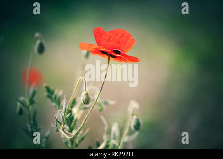 Roter Mohn Blumen über verschwommenes natürlichen Hintergrund. Makro Foto mit selektiver Weichzeichner Stockfoto