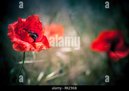 Red Poppy Flower über verschwommenes natürlichen Hintergrund. Makro Foto mit selektiver Weichzeichner Stockfoto