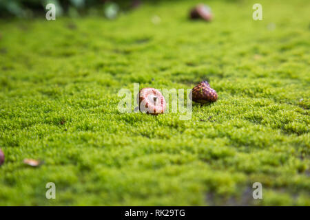 Acorn auf Moss Stockfoto