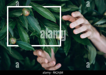 Kreative Gestaltung aus grünen Blättern und Blüten mit einem gezeichneten weißen Rahmen und Mann die Hände. Sommer minimalen Begriff. Flach. Kopieren Sie Platz für Text Stockfoto