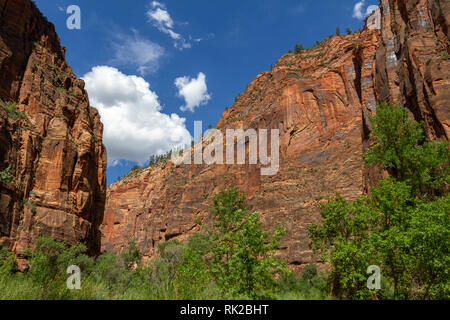 Blick entlang des Virgin River neben Riverside Walk, Zion National Park, Springdale, Utah, United States. Stockfoto