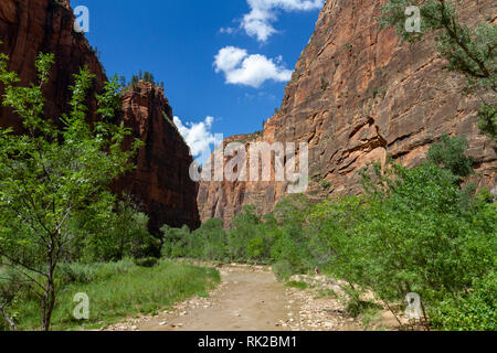 Blick entlang des Virgin River neben Riverside Walk, Zion National Park, Springdale, Utah, United States. Stockfoto