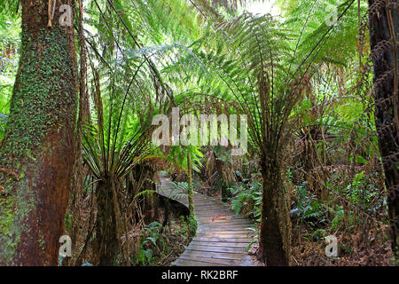 Besuchen sie Australien. Laub, Wälder und Wege in einige von Australiens Regenwälder Stockfoto