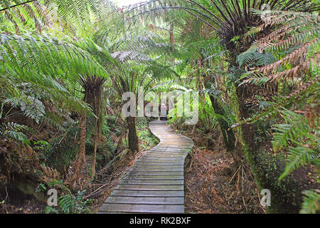 Besuchen sie Australien. Laub, Wälder und Wege in einige von Australiens Regenwälder Stockfoto