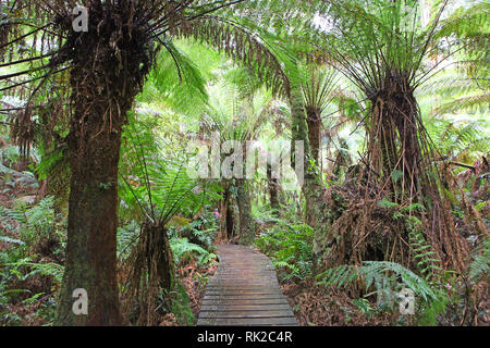 Besuchen sie Australien. Laub, Wälder und Wege in einige von Australiens Regenwälder Stockfoto