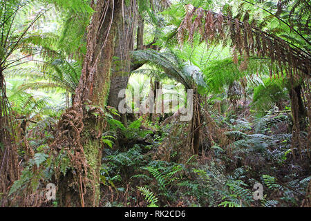 Besuchen sie Australien. Laub, Wälder und Wege in einige von Australiens Regenwälder Stockfoto