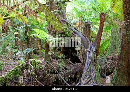 Besuchen sie Australien. Laub, Wälder und Wege in einige von Australiens Regenwälder Stockfoto