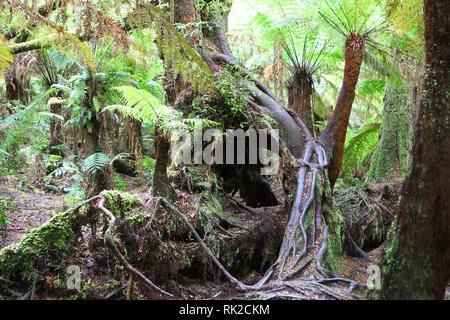 Besuchen sie Australien. Laub, Wälder und Wege in einige von Australiens Regenwälder Stockfoto