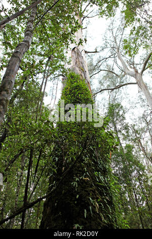 Besuchen sie Australien. Laub, Wälder und Wege in einige von Australiens Regenwälder. Boardwalk in Maits Rest rainforest in der otways Stockfoto