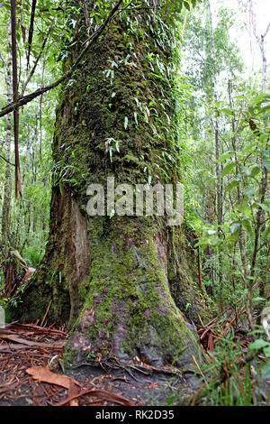 Besuchen sie Australien. Laub, Wälder und Wege in einige von Australiens Regenwälder. Boardwalk in Maits Rest rainforest in der otways Stockfoto