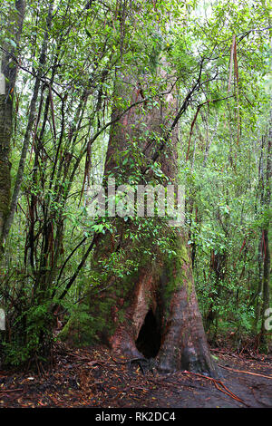 Besuchen sie Australien. Laub, Wälder und Wege in einige von Australiens Regenwälder. Boardwalk in Maits Rest rainforest in der otways Stockfoto