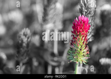 Purpurroter Klee close-up auf Schwarz und Weiß verschwommenen Hintergrund. Trifolium Incarnatum. Schönen Frühling Blumen Leiter der rote Kleeblatt in einem melancholischen Feld. Stockfoto