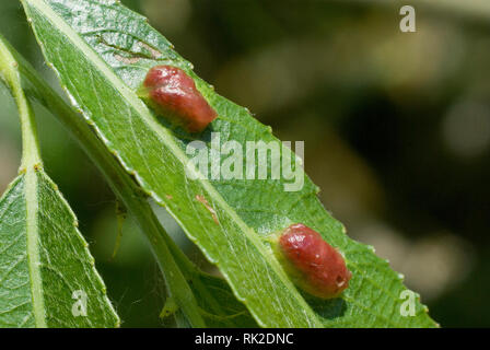 Willow Red Bean-Gall Stockfoto