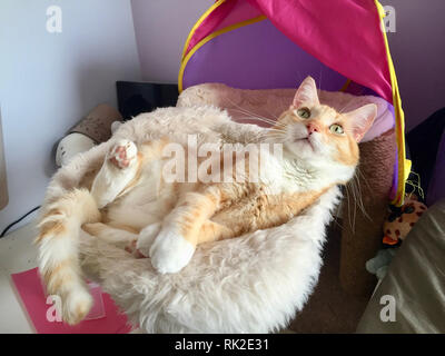 Mika die orange Tabby chillen auf seiner Hängematte Bett Stockfoto