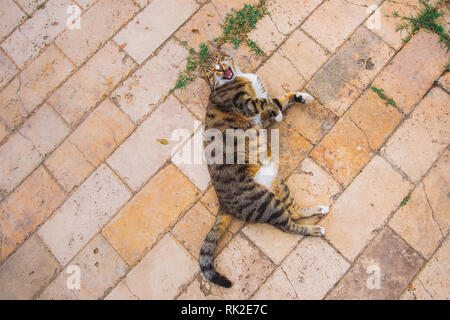 Portrait von niedlichen bunten Mongrel cat Festlegung auf dem Boden im Freien. Horizontal oben Ansicht Farbe Fotografie. Stockfoto