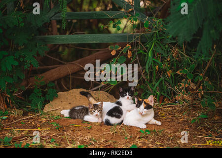 Portrait von Happy Family von drei Straße Katzen im Freien. Horizontale Farbfotografie. Stockfoto