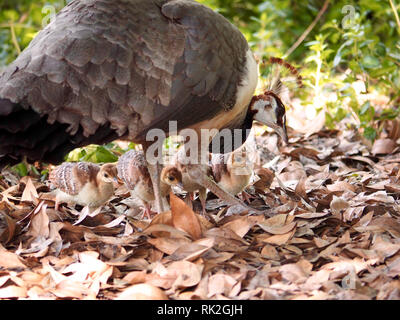 Peahen tendenziell ihre Kinder im Arboretum in Arcadia, Kalifornien, USA Stockfoto