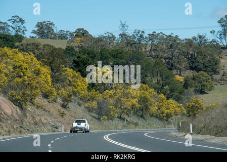 Golden Wattle (Acacia pycnantha) in voller Blüte, Linien der Straße am Mitchell Highway Richtung Westen in Richtung Inland Zentrum von Bathurst NSW Stockfoto