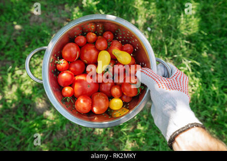 Bio Tomaten ernten. Bauer Holding frisch Gemüse aus dem Garten gepflückt. Stockfoto