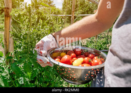 Bio Tomaten ernten. Bauer Holding frisch Gemüse aus dem Garten gepflückt. Stockfoto