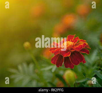 In der Nähe von wunderschönen Orange-gelbe Ringelblume Blume, Blütenblätter mit Farbverläufen Wirkung, Makro der Ringelblume in Blumenbeet sonnigen Tag Sommer Konzept. Stockfoto