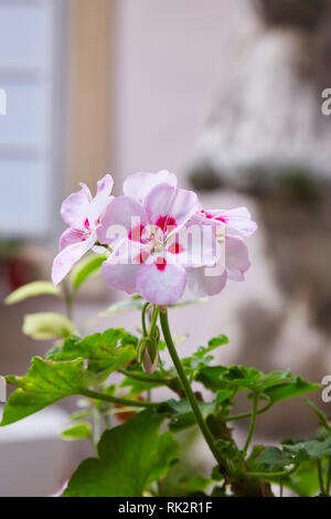 Geranium Pelargonium. Blumenbeet. Garten Pflanzen. Haus pflanzen. Schöne Blütenstand. Grüne Blätter. Balmy Geranium flower Stockfoto