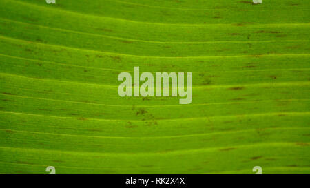 Banana Black Sigatoka Leaf Symptome Stockfoto
