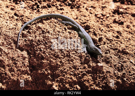 Kleine Eidechse sonnenbaden und shedding Skin Stockfoto